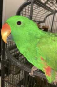 Lost Eclectus