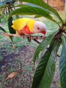 Lost Lory / Lorikeet