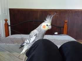 Lost Cockatiel