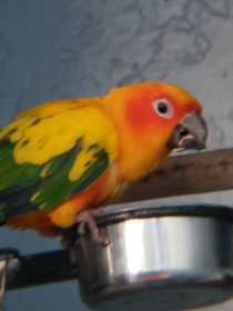 Lost Conure