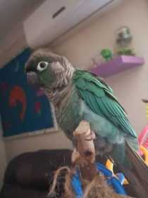 Lost Conure