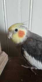 Lost Cockatiel