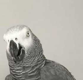 Lost African Grey