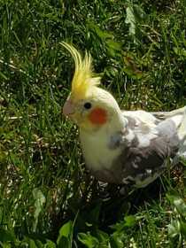 Lost Cockatiel