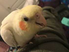 Lost Cockatiel