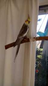 Lost Cockatiel