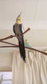 Lost Cockatiel