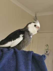 Lost Cockatiel