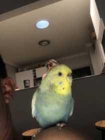 Lost Budgerigar