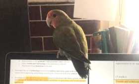 Lost Lovebird