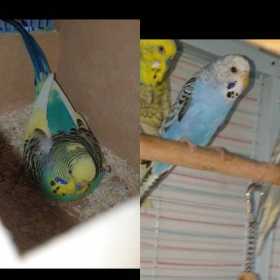 Lost Budgerigar