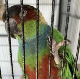 Lost Conure