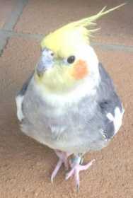 Lost Cockatiel