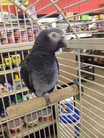 Lost African Grey