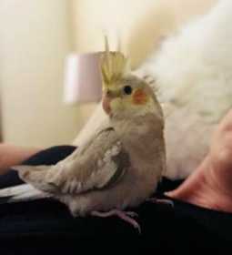 Lost Cockatiel