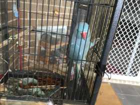 Lost Indian Ringneck Parakeet