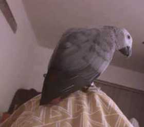 Lost African Grey