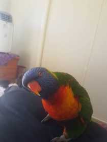 Lost Lory / Lorikeet