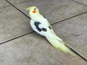 Lost Cockatiel