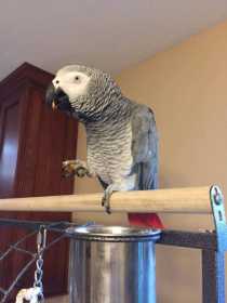 Lost African Grey