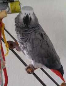 Lost African Grey