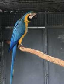 Lost Macaw