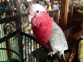 Lost Galah Cockatoo