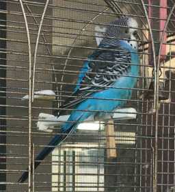Lost Budgerigar