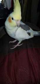 Lost Cockatiel