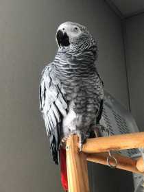 Lost African Grey