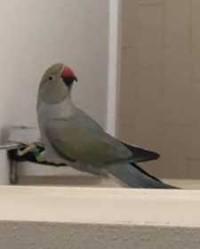 Lost Indian Ringneck Parakeet