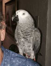 Lost African Grey