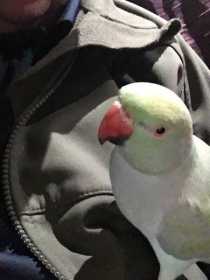 Lost Indian Ringneck Parakeet