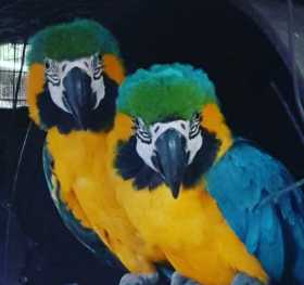 Lost Macaw