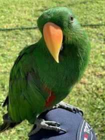 Lost Eclectus