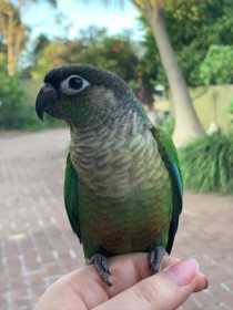 Lost Conure