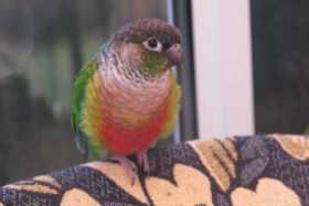 Lost Conure