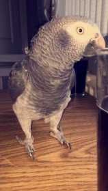 Lost African Grey