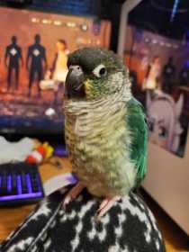 Lost Conure