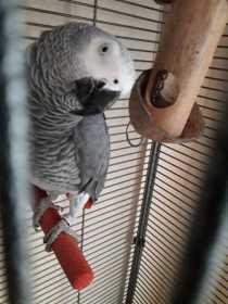 Lost African Grey