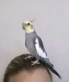 Lost Cockatiel