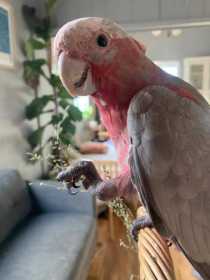 Lost Galah Cockatoo