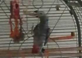 Lost African Grey