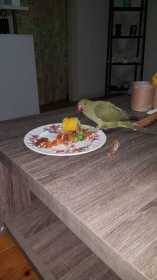 Lost Indian Ringneck Parakeet