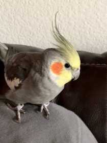 Lost Cockatiel