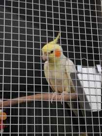 Lost Cockatiel