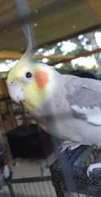 Lost Cockatiel