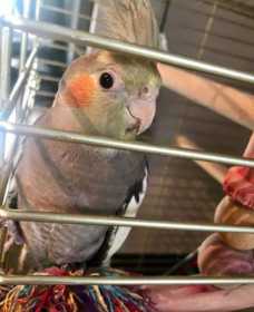 Lost Cockatiel