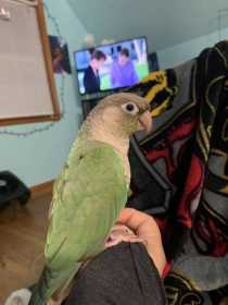 Lost Conure