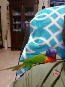 Lost Lory / Lorikeet